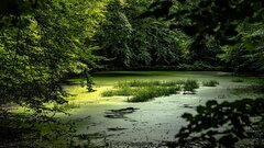 Кто хозяин в озерах и болотах Западной Сибири: ответ ученых