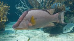 Рыба-хамелеон, которая «видит» кожей: раскрываем секрет