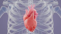 Железо для сердца: в России создали «долгоиграющий» аналог нитроглицерина