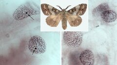 Биологи расшифровали геном опасного вредителя сибирских лесов