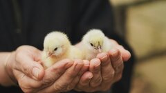 Ученые вывели цыплят в яйцах из искусственной скорлупы