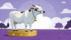 «Суперкоровы» за миллионы долларов: почему бразильские зебу — главные звезды мирового животноводства