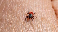 Смертоносные дальневосточные вирусы обнаружили у клещей в карельской тайге
