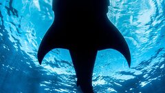 Страшный сигнал: ученый объяснил загадочную гибель сотен акул в 2026 году