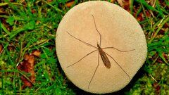 Ученые нашли семейство комаров, где самцы и самки кормятся из одного «котла»