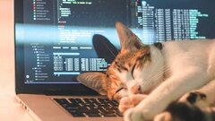 Почему кошки любят сидеть на ноутбуке? Эксперт дал неожиданный ответ