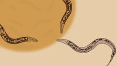 У модельного червячка нашли уникальные биологические часы