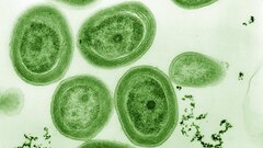 Раскрыт молекулярный «двигатель» ранней жизни на Земле