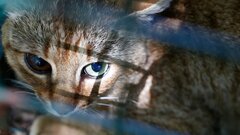 Как выглядит неуловимая кошка-лиса