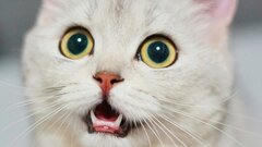 В сети завирусилось CatchCat: приложение для коллекционирования котиков