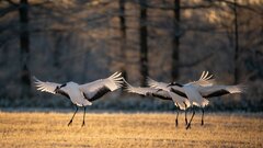 Раскрыт секрет журавлиных танцев