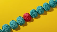 Ученые обнаружили необычный механизм развития мозга