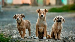 «Авито» запустит сервис «ХвостРадар» для поиска пропавших животных