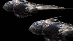 Акула-призрак с огромными глазами — глубоководный обитатель у берегов Таиланда