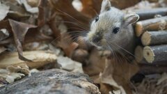 Российские зоологи исправили ошибку натуралиста XIX века