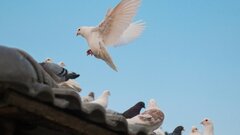 Оснащенные камерами голуби помогли улучшить зрение беспилотников