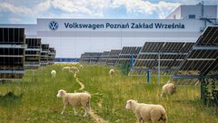 100 овец устроили на завод Volkswagen: что происходит