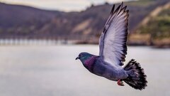 В сети завирусился мессенджер Roost, имитирующий голубиную почту