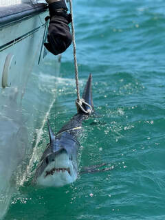 Andrea Leontiou / Handout via REUTERS